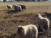 Ram, Racka sheep — photo 1