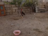 Chickens — Foto 3