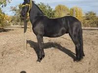 Hengst, Friesian — Foto 2