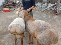 Ram, Arashan sheep — photo 1