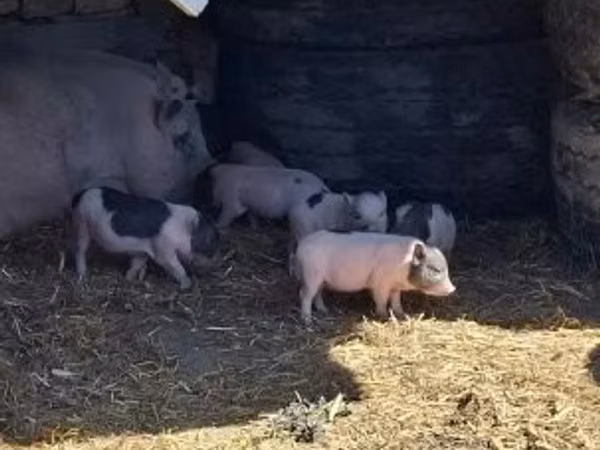 Schweine (Partie, Geschlecht nicht angegeben), 