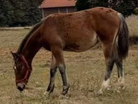 Hengst, Lipizzaner — Foto 2
