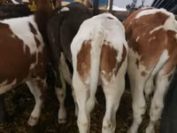 सांड, Simmental cattle — फ़ोटो 4