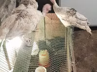 Turkeys — الصورة 3