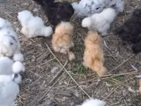 gallina danesa — foto 4