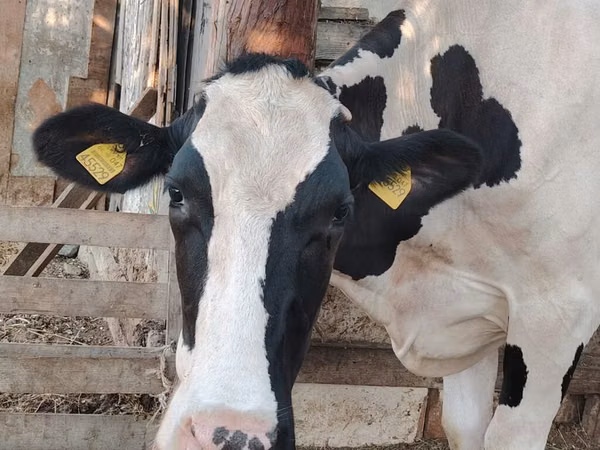 Vaca, Raza Holstein