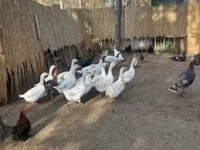 Geese — photo 1
