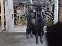 Billy Goat, Goats — photo 1
