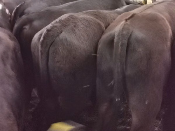 Bulle, Aberdeen-Angus