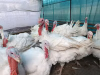BIG 6 — 照片 1