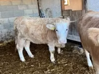 Cow, Charolais cattle — photo 2