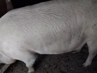 公猪, Pigs — 照片 1