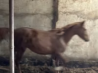Hengst, Horse breed — Foto 3
