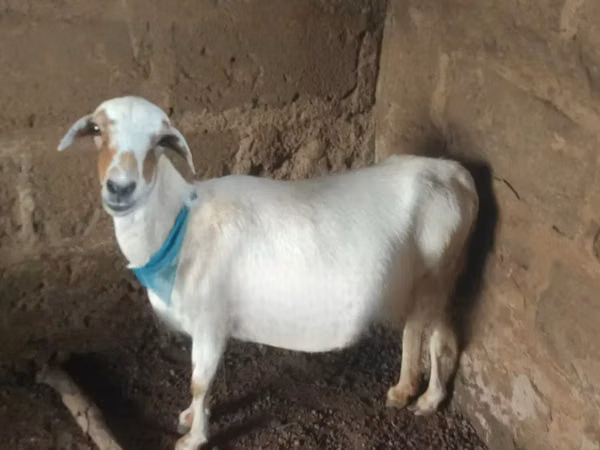 Sheep (batch, sex not specified), Sheep