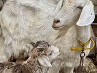 母山羊, Saanen goat — 照片 6