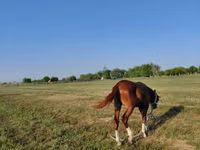 حصان, Akhal-Teke — الصورة 5