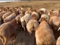Sheep (batch, sex not specified), Arashan sheep — photo 1