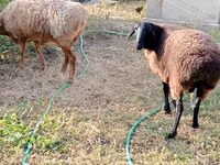 Sheep, Kazakh fat-tailed coarsewool sheep — photo 2