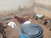 كبش, الأغنام — الصورة 1