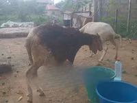 كبش, الأغنام — الصورة 6