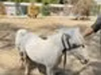 马匹（批次，未指定性别）, Australian Pony — 照片 8
