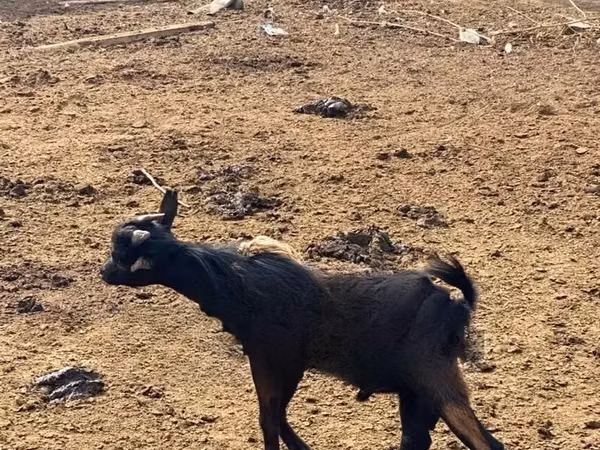 Goats (batch, sex not specified), Goats — Ghana