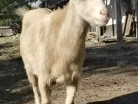 Billy Goat, Goats — photo 1