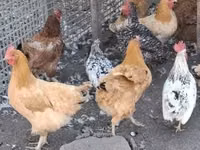 Chickens — photo 4