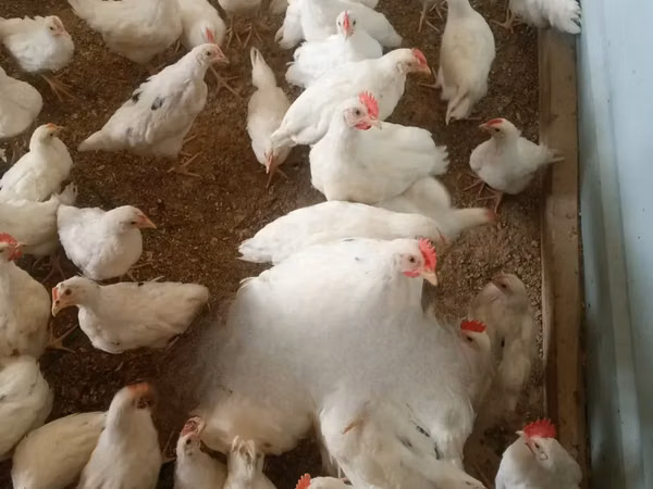 Chickens