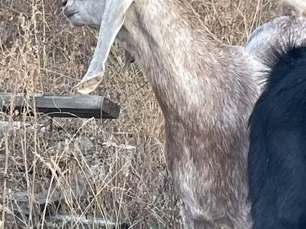 Cabra, Beetal goats
