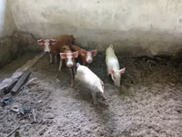 Pigs (batch, sex not specified), Pigs — photo 5