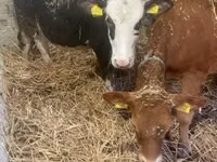 Kuh, Holstein-Rasse — Foto 1