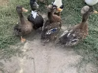 क्रेस्टेड — फ़ोटो 2