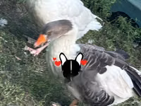 Geese — 照片 1