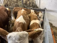Toro, Simmental cattle — foto 1