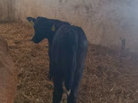 Cow, Limousin cow — photo 3