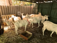 Ziegenbock, Saanen goat — Foto 1