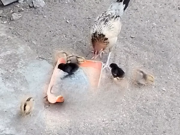 Shamo chickens