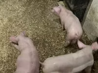 Schweine (Partie, Geschlecht nicht angegeben) — Foto 2