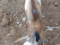 Goats (batch, sex not specified), Goats — photo 5