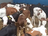 सांड, Simmental cattle — फ़ोटो 1
