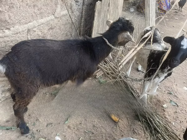 Ziegenbock, Ziegen — Ghana