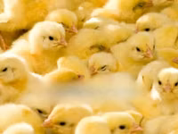 Chickens — photo 2