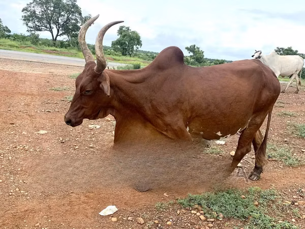 Cow, Brahman