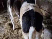 بقرة, Simmental cattle — الصورة 2