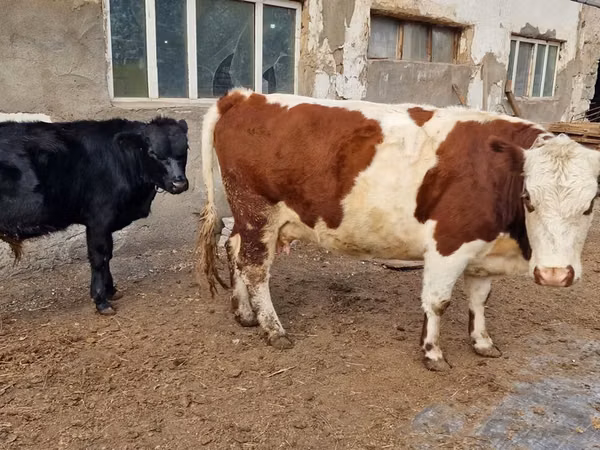 गाय, Swiss cattle
