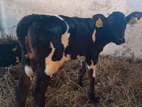 بقرة, Russian Black pied cattle — الصورة 2
