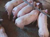 Eber, Schweine — Foto 4