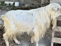母山羊, Irish goat — 照片 2