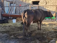 母牛, Swedish red cattle — 照片 2